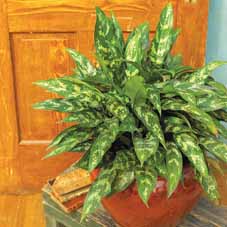 معرفی گیاه -آگلونماchinese evergreen