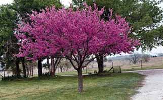 معرفی گیاه- ارغوان Judas Tree