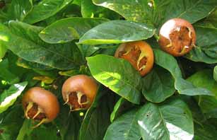 معرفی گیاه- درخت ازگیل Common medlar