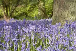 معرفی گیاه-اسطوخودوس (لاواندر) Lavander