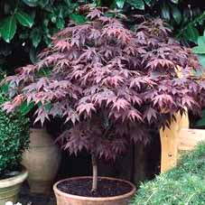 معرفی گیاه افرای ژاپنی Japanese Maple