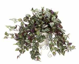 معرفی گیاه - برگ بیدی Wandering Jew